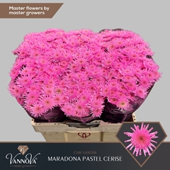 Chr T Maradon Klb H% 55cm 100g