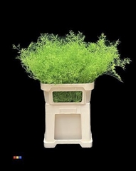 Limonium Green