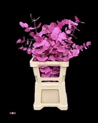 Cinerea Cerise