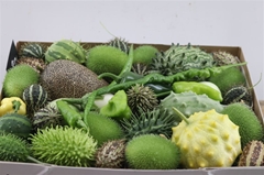 Cucumis Hirsutus