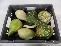 Cucurbita (KALEBAS)