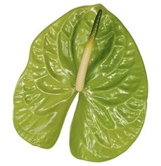 Anth A Midori Imp 40cm 11cm Ø