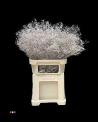 Limonium Platina