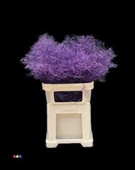 Limonium Purple