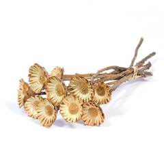 Dried Flowers 100 Gram 30cm