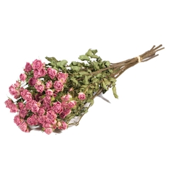 Dried Flowers 100 Gram 45cm