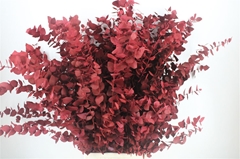 Eucalyptus Blad Bunch 65cm 150gram