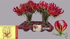 Gloriosa Rothschild Short 25cm