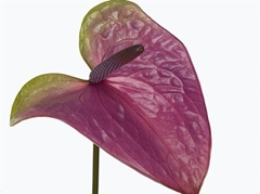 Anth A Rembr Purple 45cm 13cm Ø