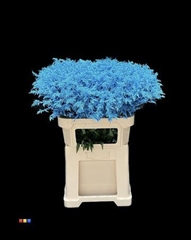 Solidago Light Blue 80cm