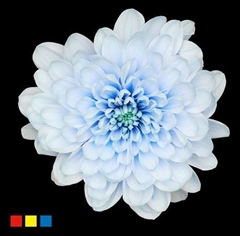 Chr T Altaj Delfs Blue