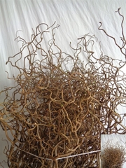 Coryl Av Contorta 65cm