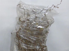 Coryl Av Contorta 50cm