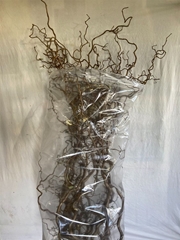 Coryl Av Contorta 150cm