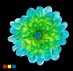 Chr T Altaj Double Mint