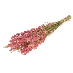 Dried Flowers 100 Gram 60cm