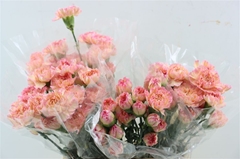 Di St Other 65cm 23