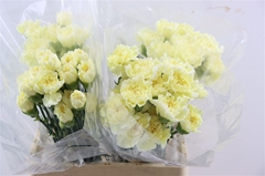 Di St Other 65cm 23