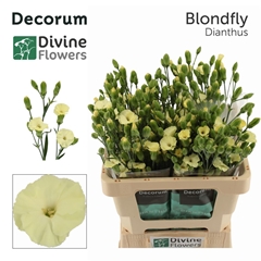 Di Te Sol Blondfly 60cm 23