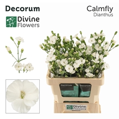 Di Te Soland Calmfly 60cm 23