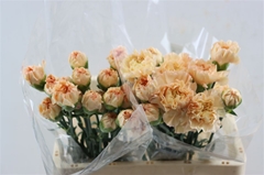 Di St Mixed 65cm 23
