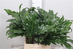 Philodendron Xanadu 45cm
