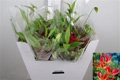 Gloriosa Rothschild Short 80cm
