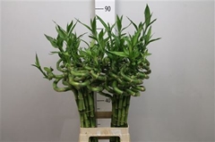 Lucky Bamboo Stem Spiral 50cm