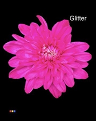 Chr T Baltica Cerise + Glit Bio