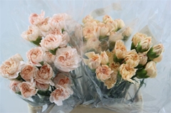 Di St Mixed 65cm 23