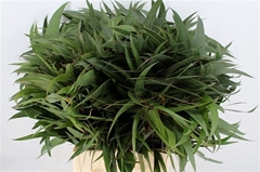 Eucalyptusblad Piece 70cm