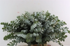 Eucalyptusblad Piece 65cm