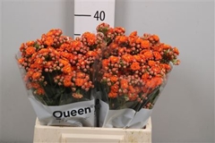 Kal Bri Orang Meadow 40cm