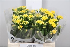 Kal Blazi Yel Meadow 40cm