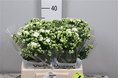 Kal Cryst Whi Meadow 40cm