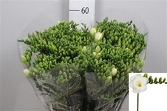 Fr Du Versailles 54cm 25gram 23