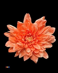 Chr T Baltica Pink + Satin