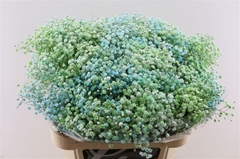 Gyps Colortreated 80cm 40gram