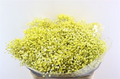 Gyps Colortreated 80cm 40gram