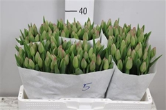Tu En Carola 39cm 34gram 12