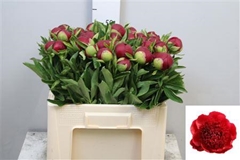 Paeo Red Charm 55cm 24 Nl