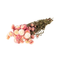 Dried Flowers 100 Gram 45cm