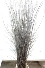 Cornus Other 120cm