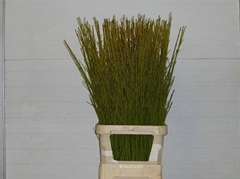 Cornus S Flaviramea 120cm
