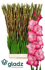 Glad Gr Cantate 120cm 200gram