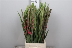Glad Kl Glamini Gem 65cm 45gram