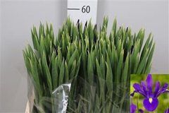 Iris Hong Kong 60cm 36gram