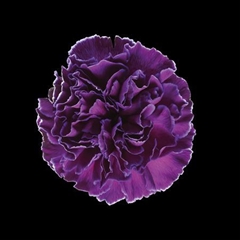 Dianthus St Violet