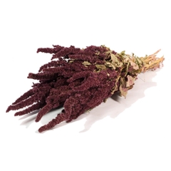 Dried Flowers 100 Gram 50cm