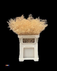 Limonium Apricot